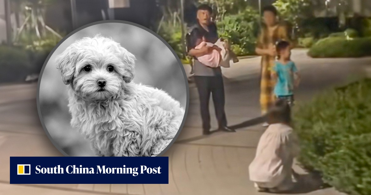 China man kills off-leash dog by throwing it to ground after chasing ...
