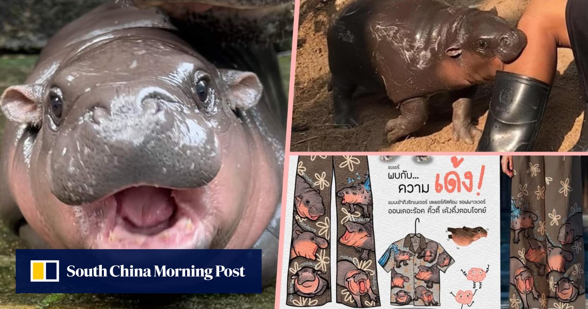 Thai ‘bouncy pig’ baby hippo goes viral for cuteness, inspiring memes, cartoons