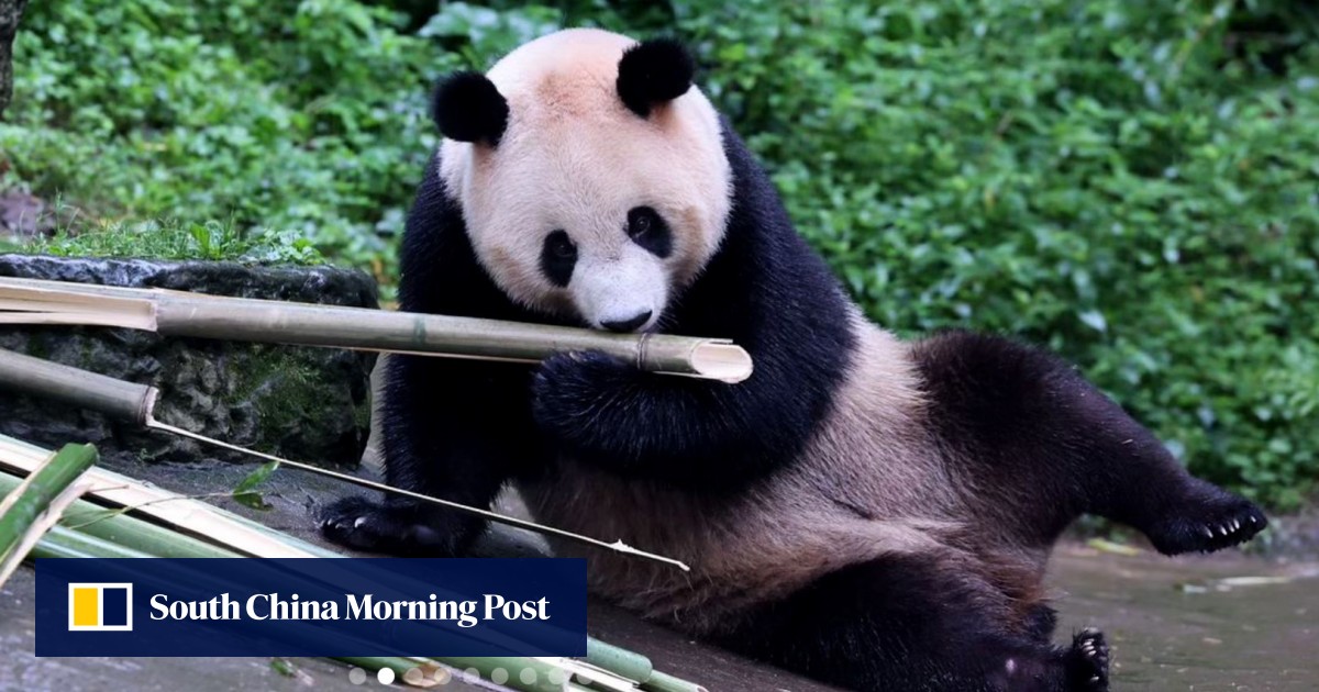 Hong Kong Welcomes New Giant Pandas