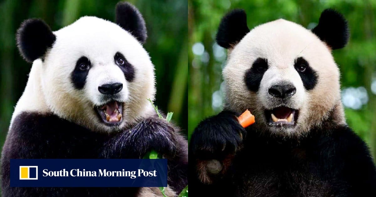 Hong Kong to hold naming contest for 2 new giant pandas in October ...