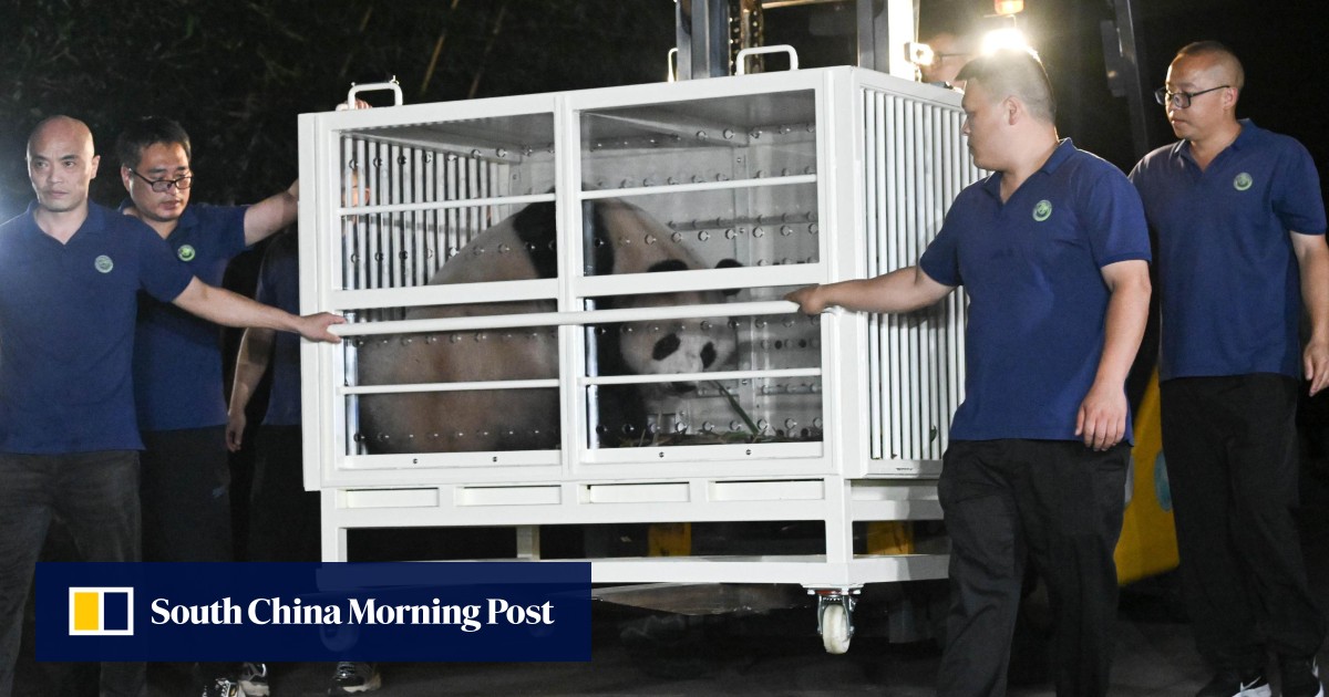 Two Giant Pandas Arrive in Hong Kong