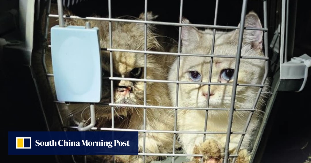 Hong Kong police investigate animal abandonment after 35 cats