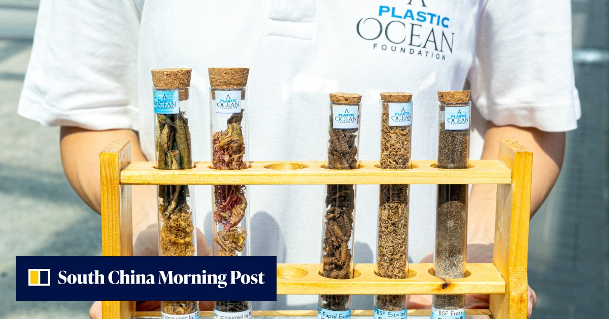 Spirit of Hong Kong Awards: transforming waste into animal feed with ...