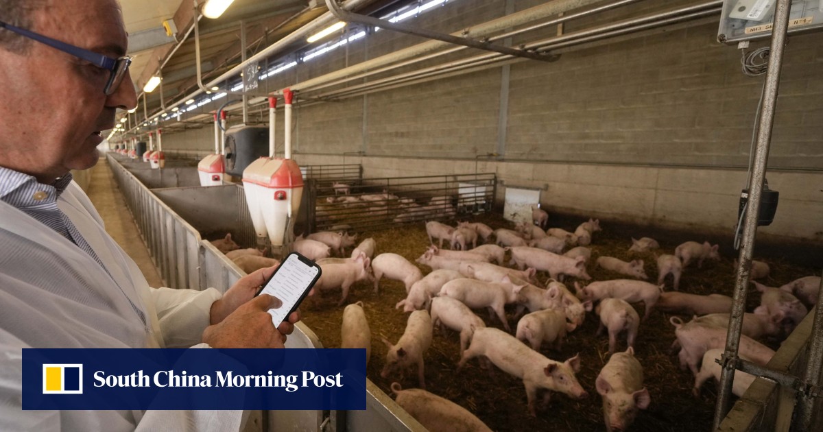 Swine fever sweeps Italy’s north, threatens production of prized prosciutto, livelihoods