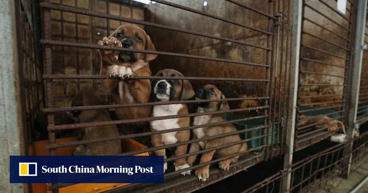 Korean dog meat cheap