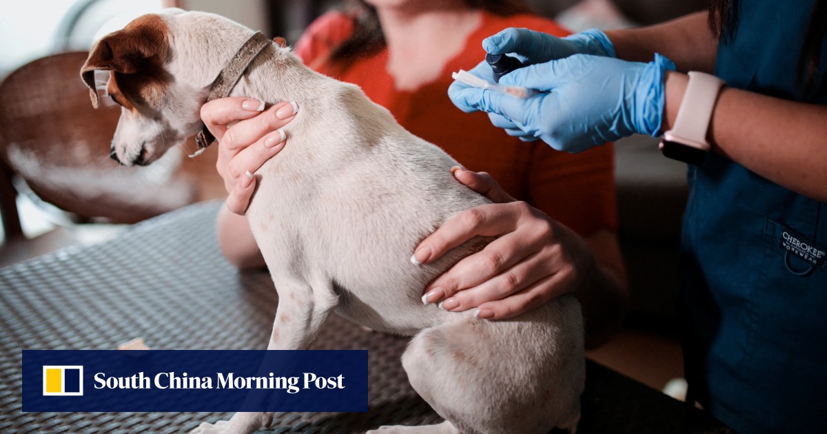 Scientists develop dog neutering jab: no surgery needed, and it’s ...
