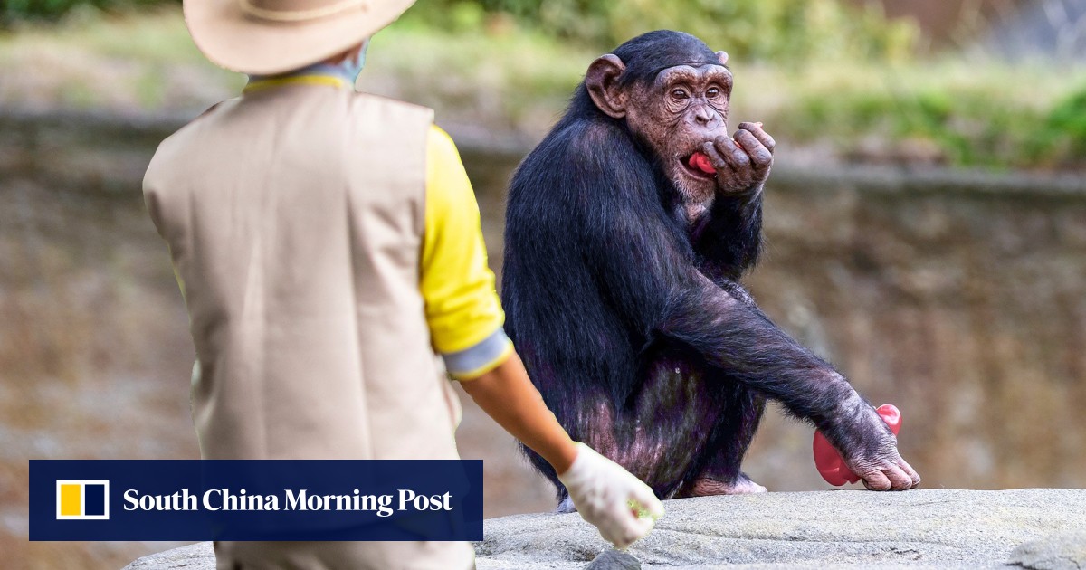 Thieving Japan keeper steals, eats and sells chimpanzee treats
