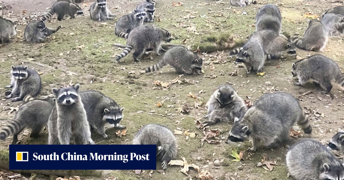 US woman flees after home is invaded by up to 100 raccoons | South ...