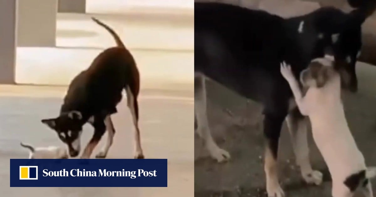 Kopi枪击事件:心爱的马来西亚流浪狗死亡引发愤怒,呼吁采取行动 Kopi枪击事件:心爱的马来西亚流浪狗死亡引发愤怒,呼吁采取行动