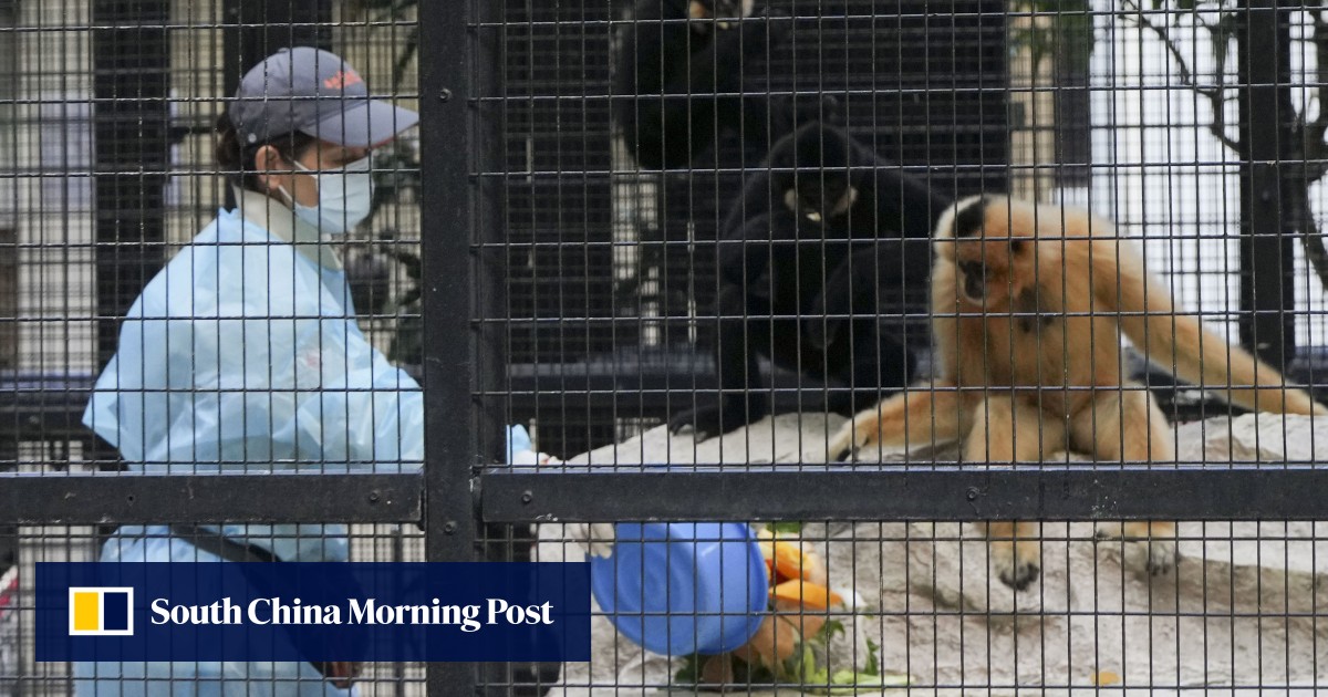 Ten Monkeys Die in Hong Kong Zoo Outbreak
