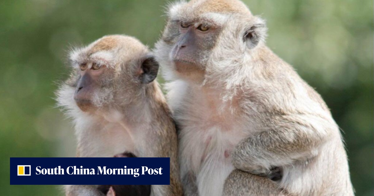 US town on alert after 43 monkeys escape Alpha Genesis research ...