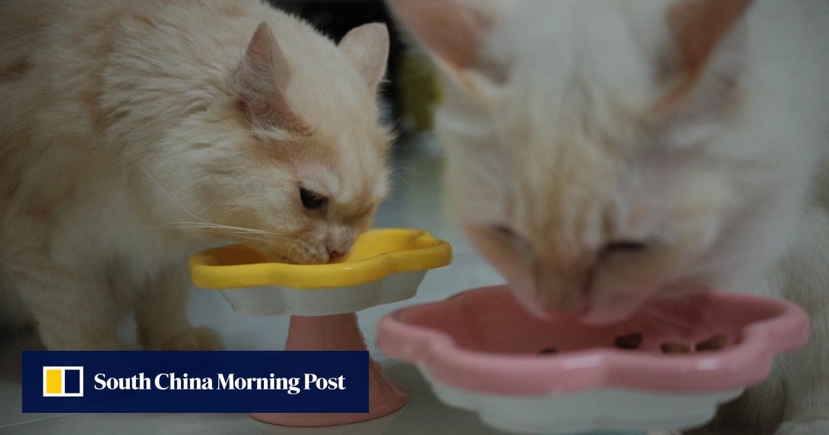 对于马来西亚的穆斯林“父母”来说,清真宠物食品是必须的——在印度尼西亚和泰国也是如此 对于马来西亚的穆斯林“父母”来说,清真宠物食品是必须的——在印度尼西亚和泰国也是如此