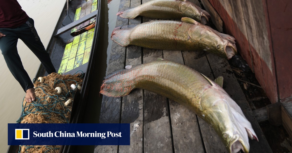 Amazon’s sustainable giant fish catch threatened by severe drought – Technologist