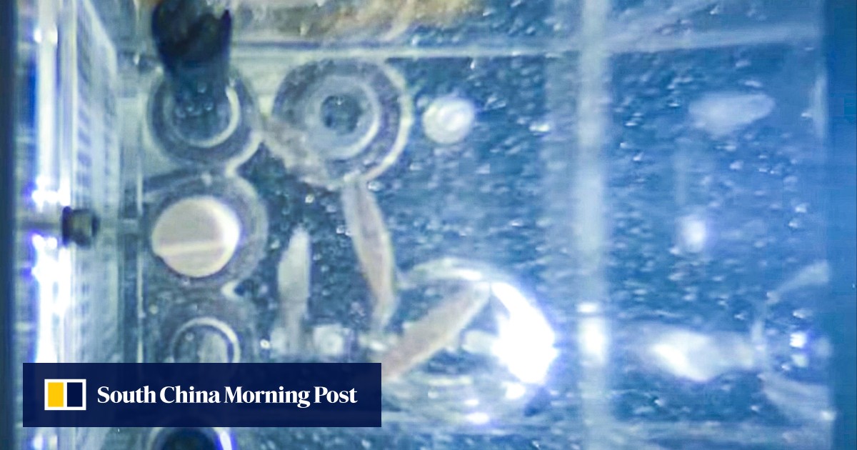 China’s record-setting zebrafish tip the scales for human space habitation