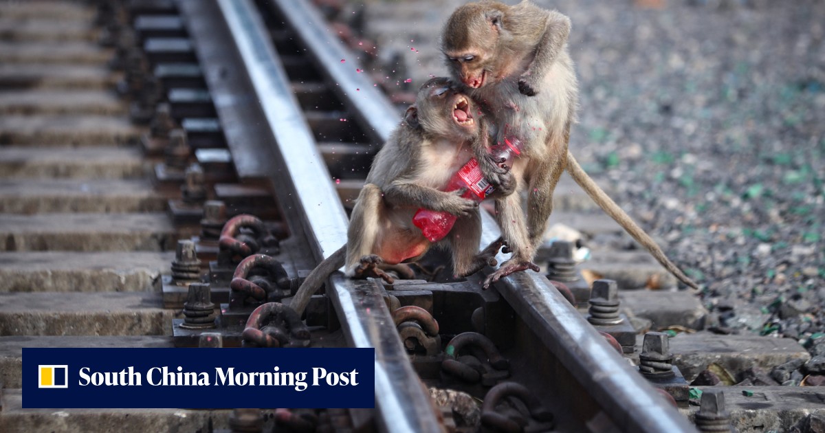 Thailand’s Lopburi tames monkey chaos, savours freedom after 4-year ...