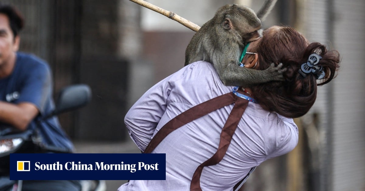 Monkey Riot 200 monkeys run riot in Thailand, forcing police to barricade their own ...