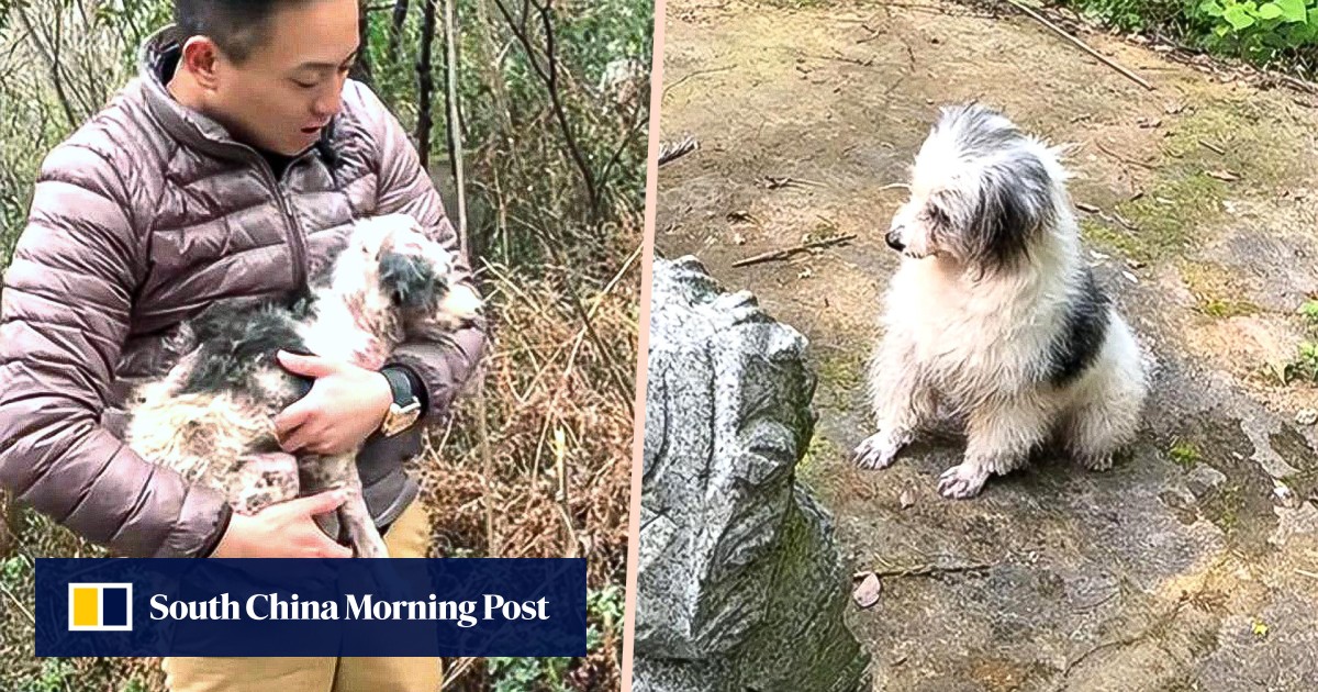Sick China dog taken in after 2-year vigil at owner’s grave, becomes ‘Loyal Baby’