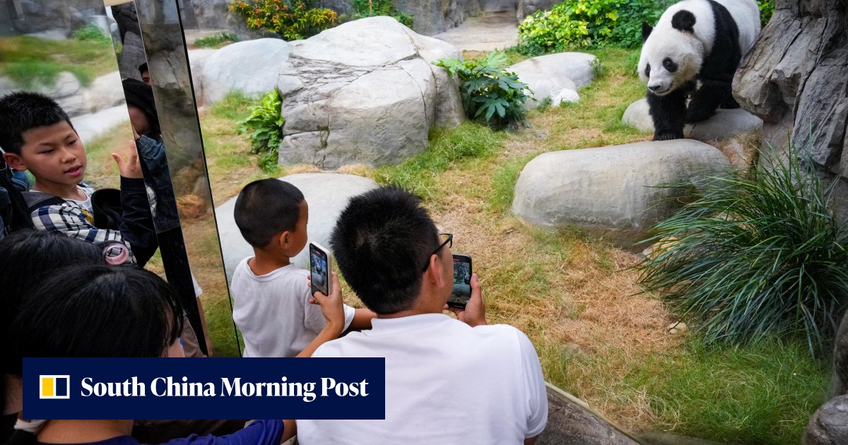 Panda Milestone Panda Watch: how can Hong Kong cash in on panda economy as cubs reach ...