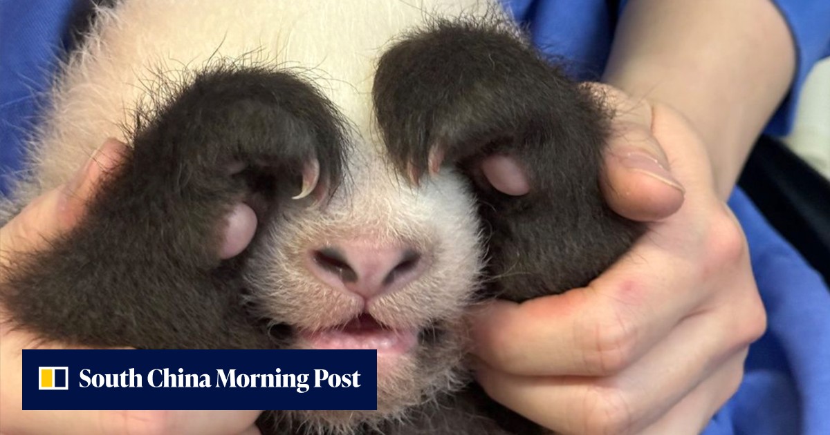 Pork knuckles, red eggs party: Hong Kong giant panda cubs turn 100 days