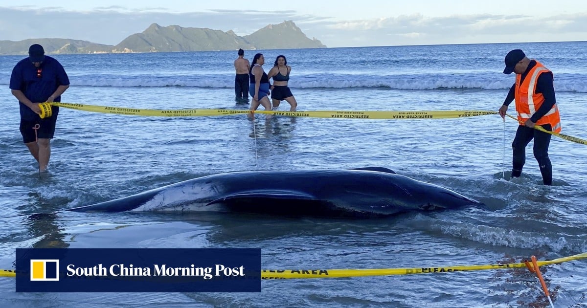 Community Rescues Pilot Whales in New Zealand