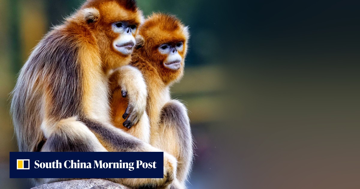 Chinese golden monkeys to head to France on 10-year goodwill ...