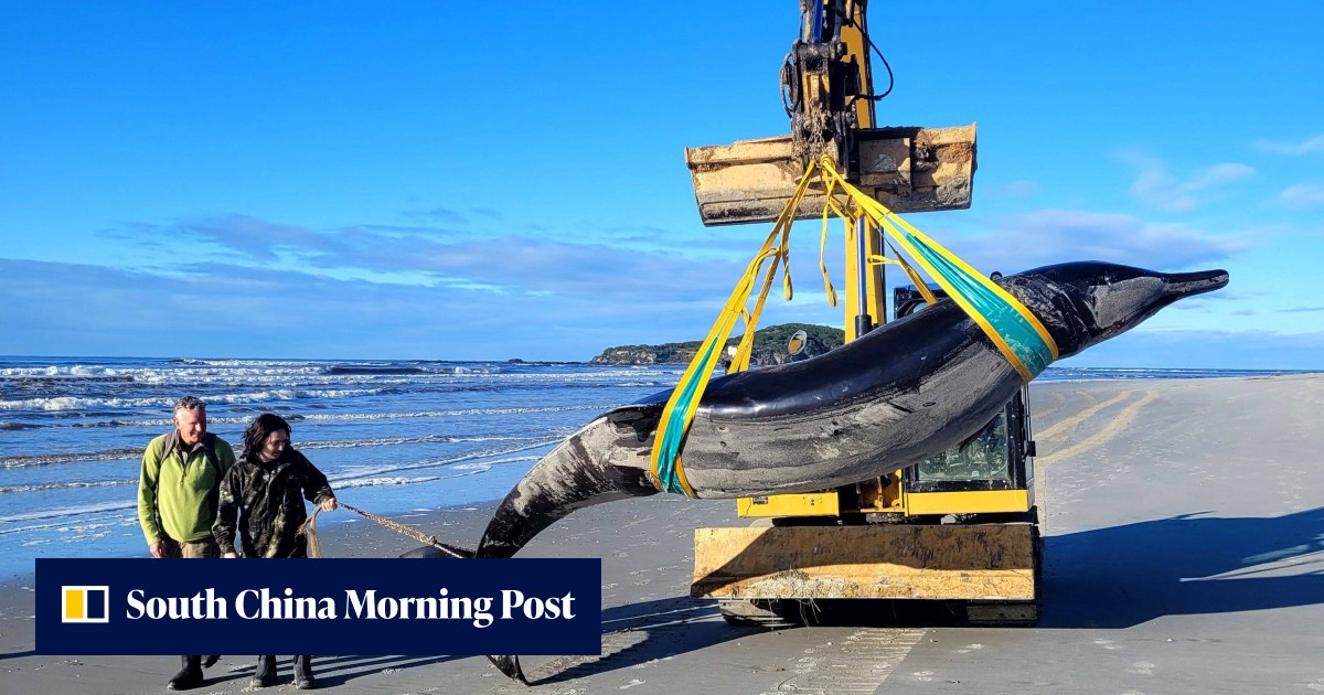 Scientists dissect ‘rarest of the rare’ whale that washed ashore in New ...