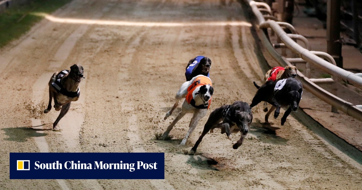 New Zealand moves to ban greyhound racing | South China Morning Post