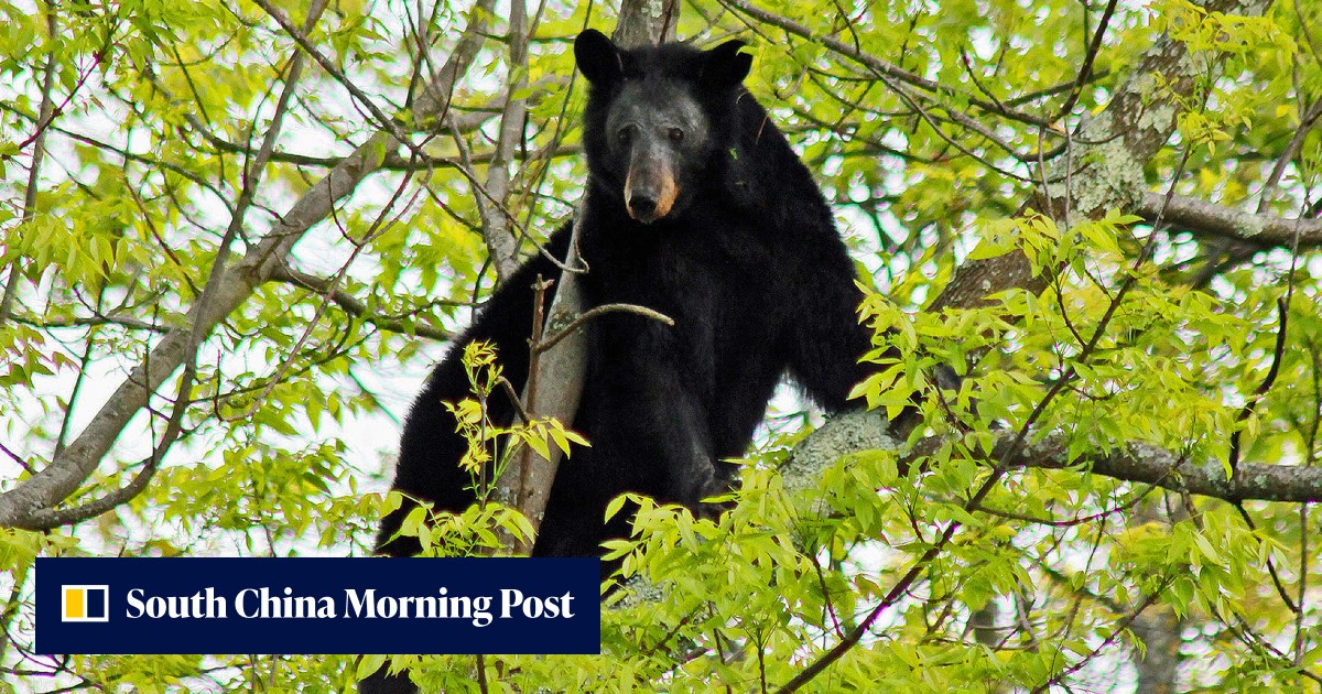 バージニア州で木に撃たれたクマに撃たれ米国の狩猟者が死亡