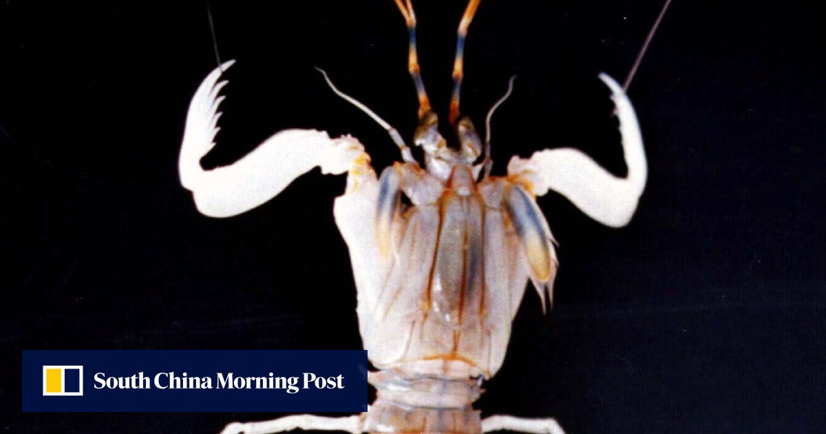 shrimpさん専用です！ Super-powered shrimps – Marine Madness