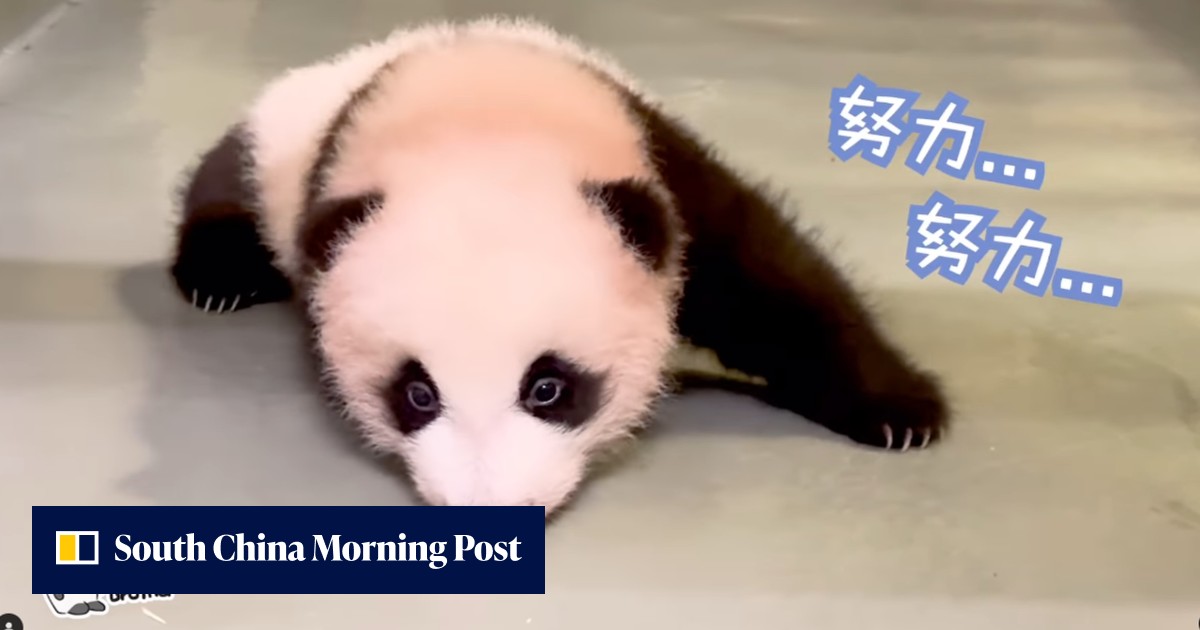 Panda Watch: twin cubs start crawling ahead of first Christmas at Hong ...