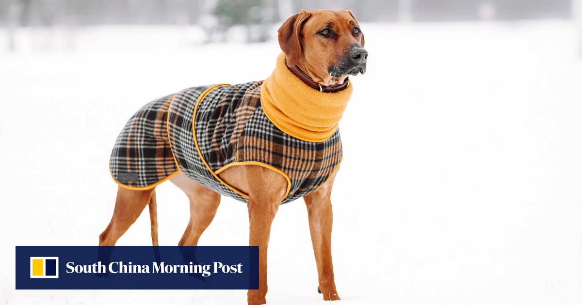 Do dogs need coats in winter? Experts on different breeds and their needs