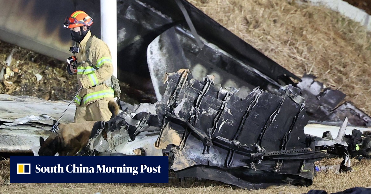 Experts wonder if bird strike caused South Korea plane crash: ‘more ...