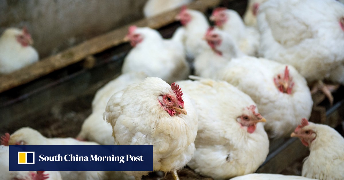 First US bird flu death reported in Louisiana, state health officials