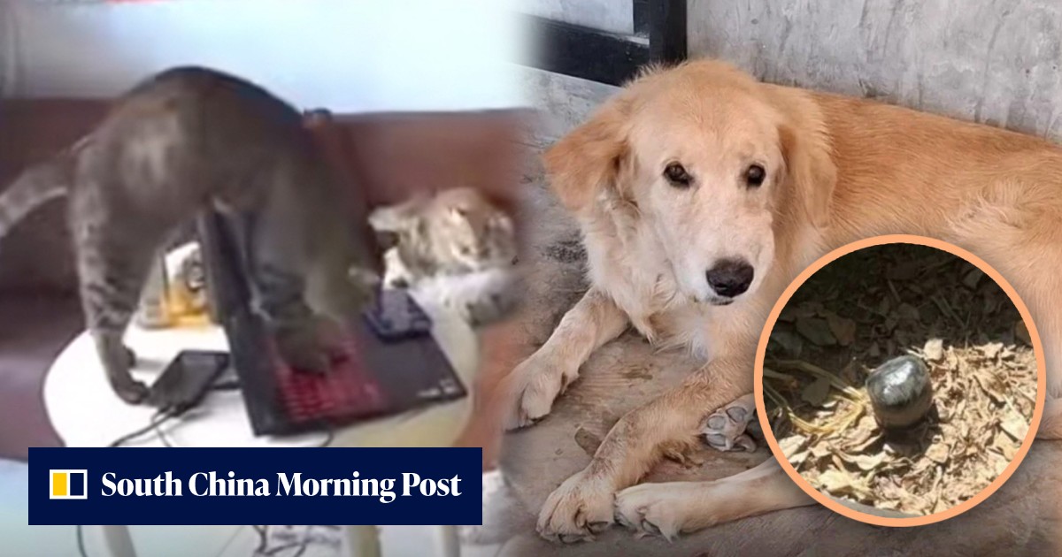 Playful China cat sends resignation letter, loses owner job, Thai dog ...