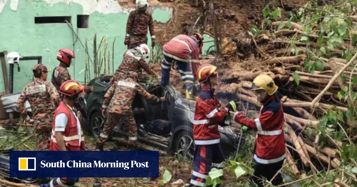 Chinese Family Seeks Damages After Tree Fatalities
