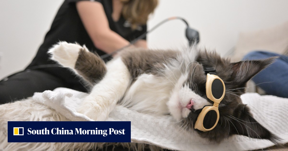 In diesem luxuriösen Reha-Zentrum für Haustiere erhalten Katzen und Hunde ...