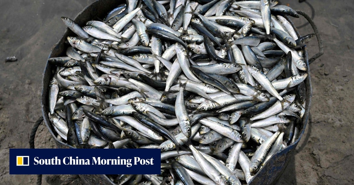 Indonesia’s US$1.4 billion fish start-up faked most sales, report ...