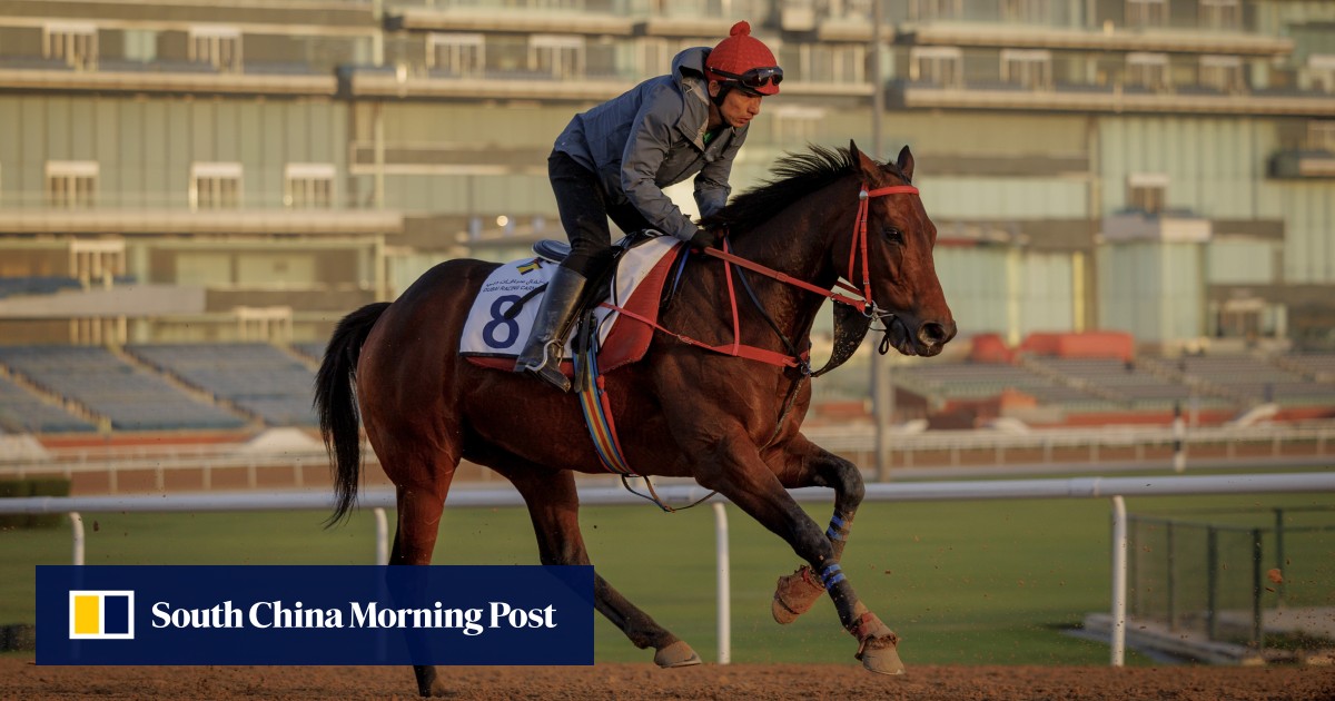 Romantic Warrior creating a buzz in Dubai: ‘We’re very lucky to have him here’
