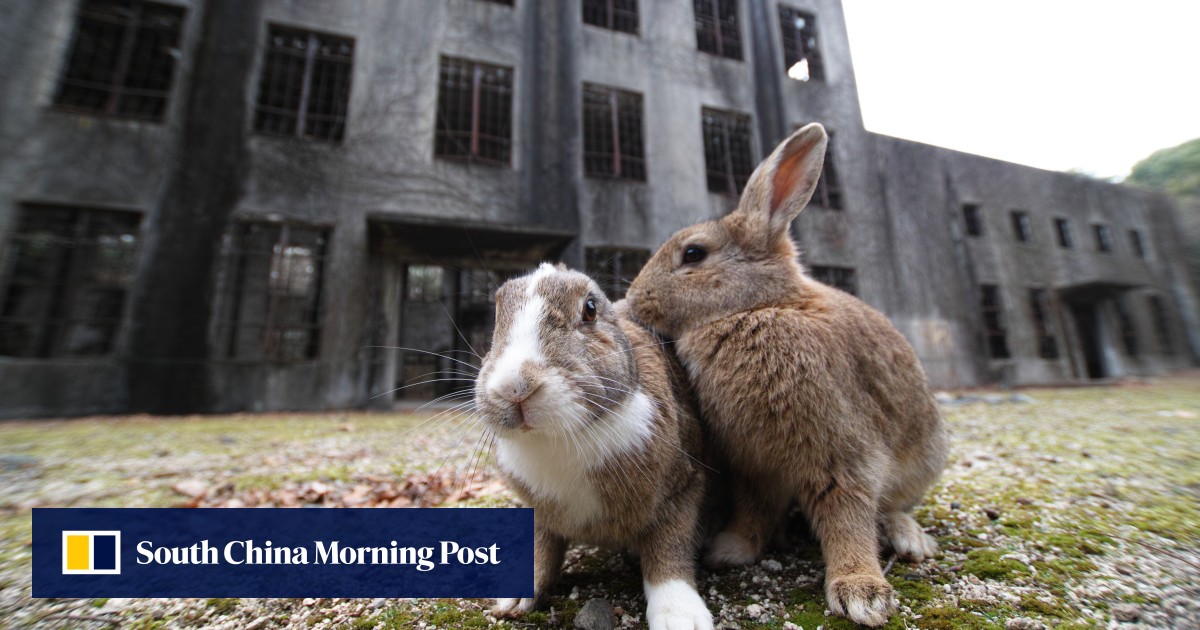 What is killing the bunnies on Japan’s ‘Rabbit Island’? Arrested man ...