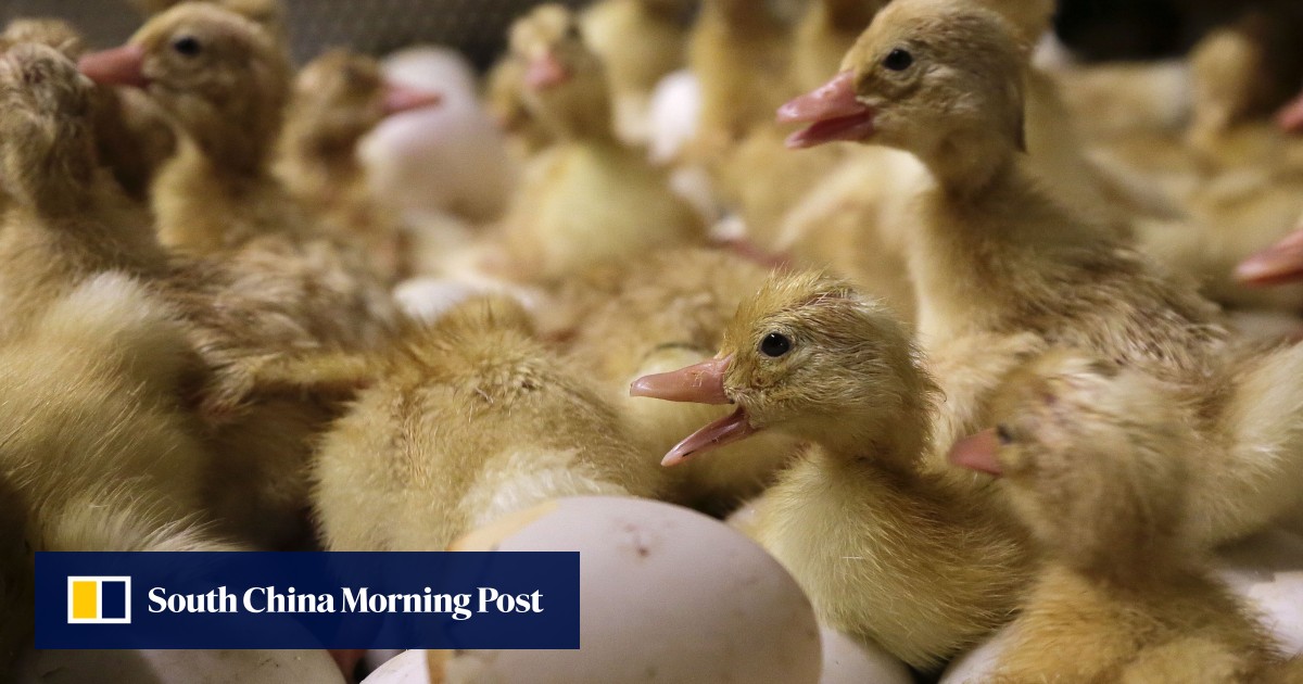 UK confirms ‘rare’ human case of bird flu; US reports first H5N9