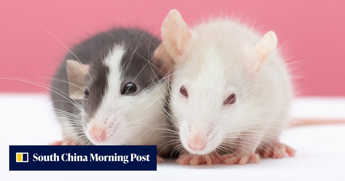 China Raising Rats Feng shui tips for Rats in the Year of the Snake, for luck in love ...