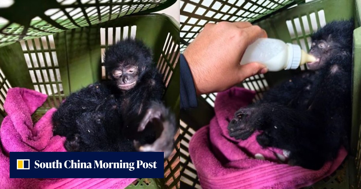 Malaysia’s Kuala Lumpur airport targeted by exotic animal traffickers ...