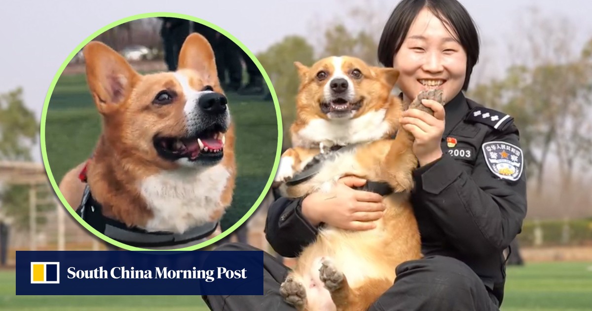 Paw-sitive impact: China’s first corgi cop dog inspires ‘Rabbit Baby ...