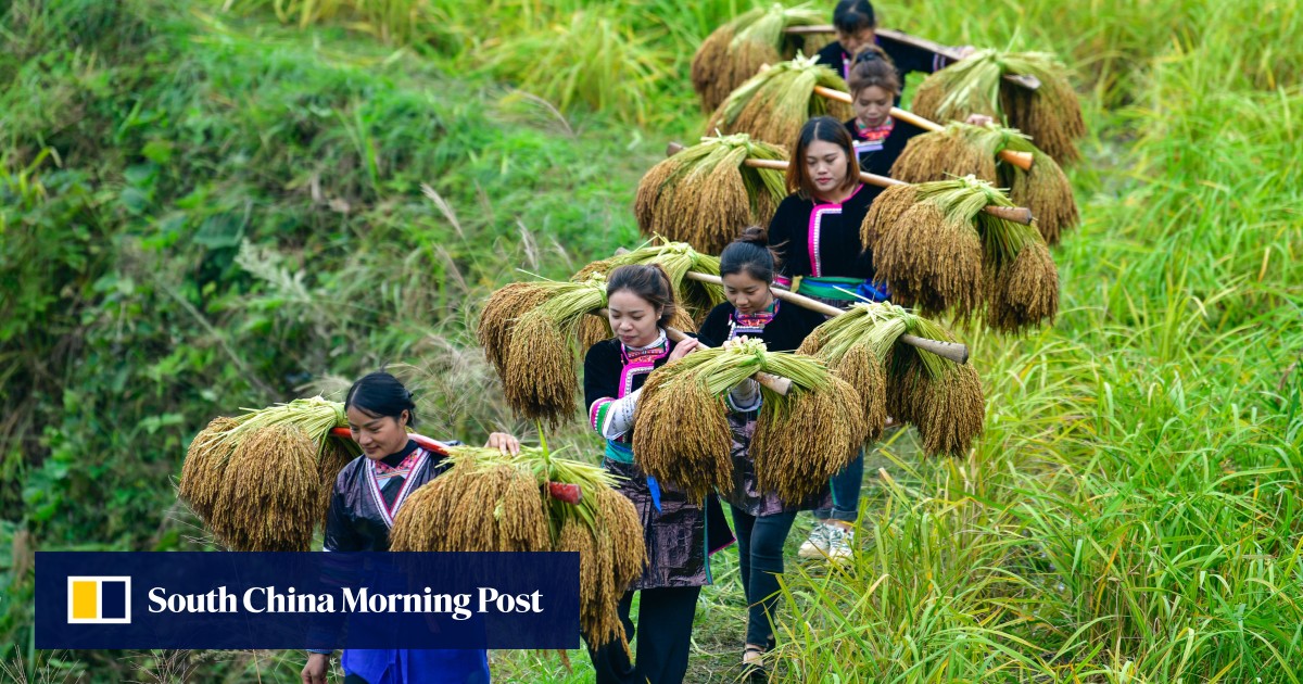 Chinese team develops strain of rice that may help cut the risk of ...