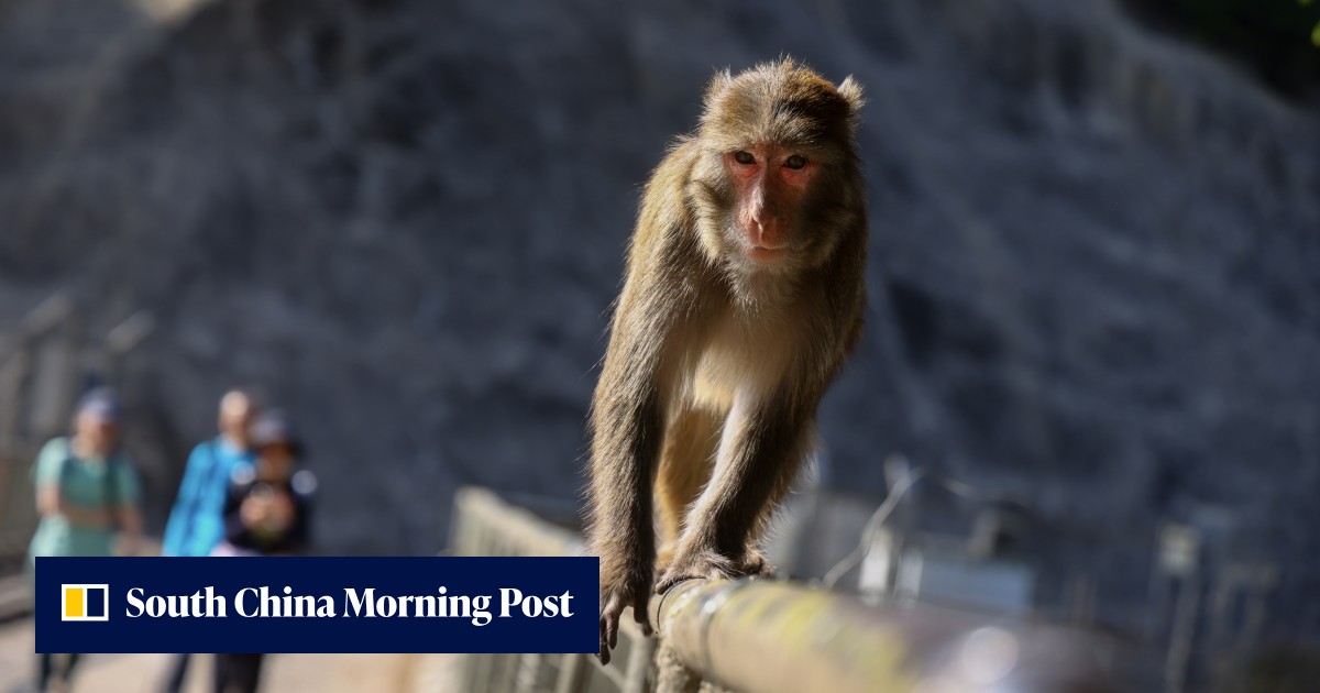 Experts slam 8-month delay in revealing Hong Kong man’s monkey virus ...