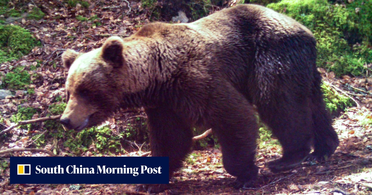 81-Year-Old Hunter on Trial for Endangered Bear Shooting