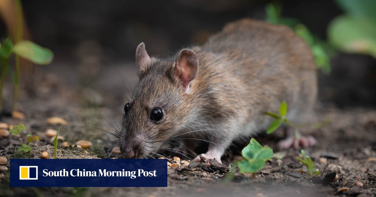 Delivery of dead rats to Indonesian reporters sparks fears over freedom ...