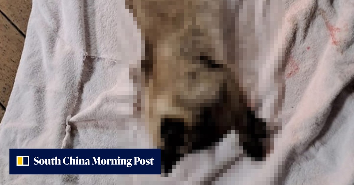 Hong Kong police suspect cruelty after 2 cats allegedly fall from ...