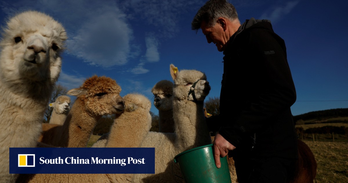 Alpacas Bring Comfort and Connection to Nursing Home Residents in Ireland