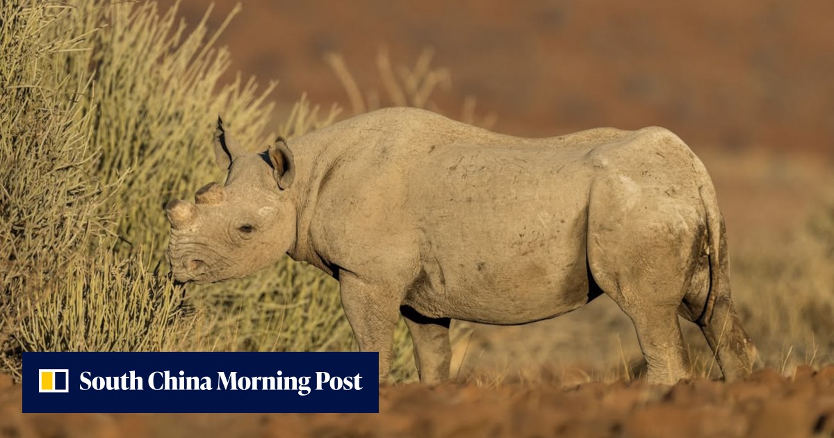 How tourists in Africa can join patrols with rangers protecting ...